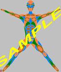 thinman_1, this imaginative and colorful drawing/poster shows a man with muscle only